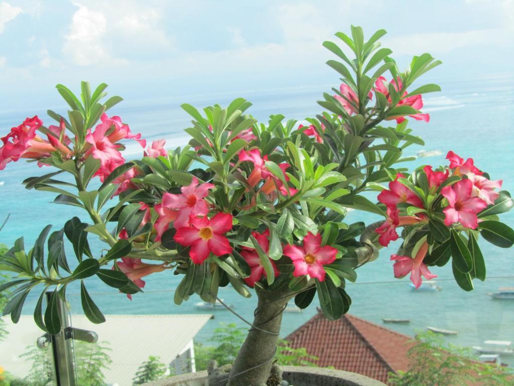 Lembongan Harmony Villas Pokoj fotografie